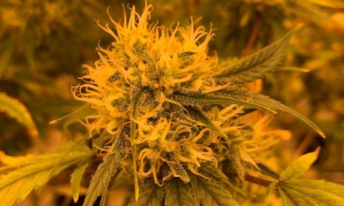 Cannabis operators big and small argue over who should oversee the industry in Illinois