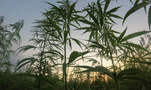 Cannabis sales in Vermont hit record high in February