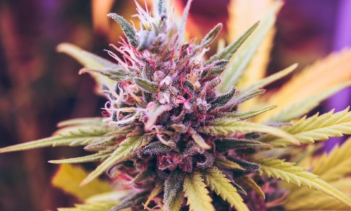 Connecticut takes in $21 Million in Legal Weed sales for April