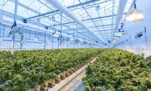 Fluence extends its partnership with Innexo to support Cannabis Research