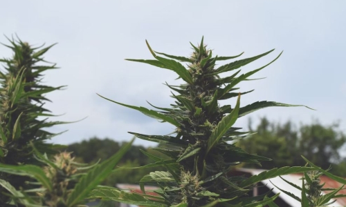 Hemp farmers say proposed bill would 'cripple' the CBD industry