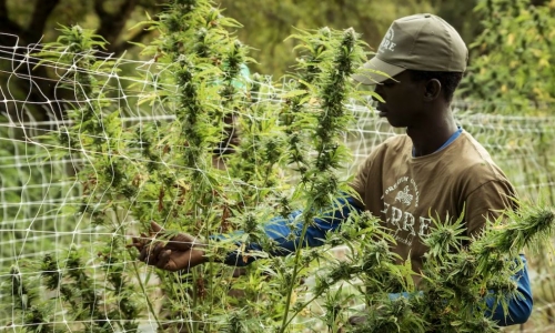 Here's who's bankrolling Ohio's marijuana legalization campaign
