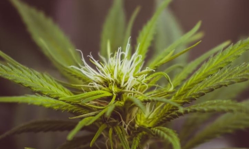 High potency marijuana is associated with psychosis, Colorado university researchers conclude