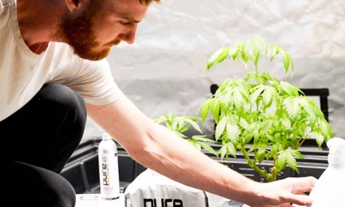 Home grow Marijuana could be legal in Minnesota August 1