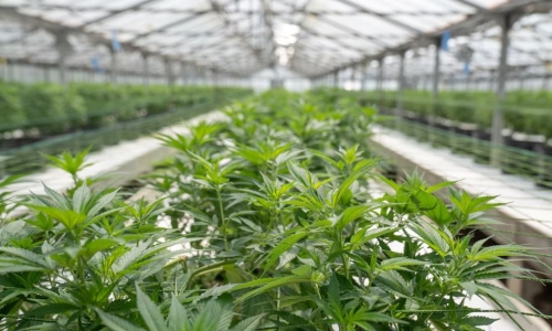 How do Cannabis regulations affect the manufacturing sector?