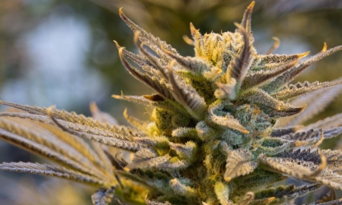 Illinois’ Marijuana tax revenue is the highest in the country, next to California