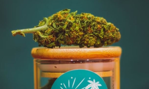 Legalizing Cannabis could make WA almost $250 million per year