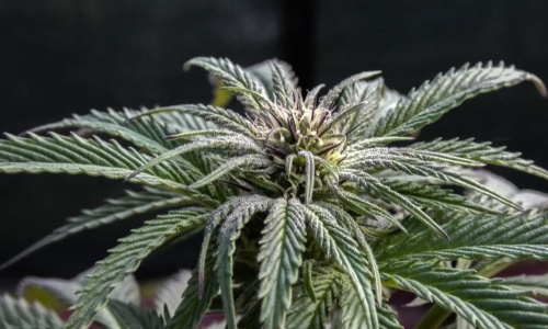 Looking beyond Indica and Sativa to define Cannabis