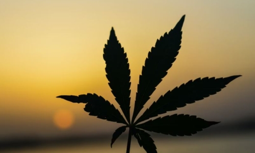 Medical Marijuana Market Is Booming Worldwide 2022-2028