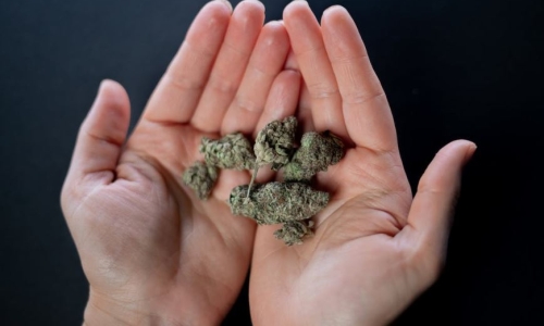 Michigan considers dropping pre-employment Marijuana drug testing for state jobs