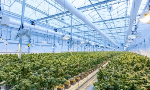 Oklahoma growers to pay $50K deposit for license under new law