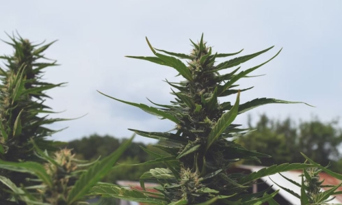 Over 90% of California Pot farms plagued by severe pathogen