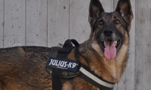 Police Department to discontinue training of Police Service Dogs in marijuana detection
