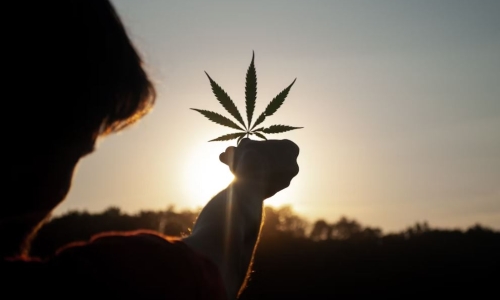 Senator Jeremy Cooney on Marijuana Market: 'Building a plane as we fly it'