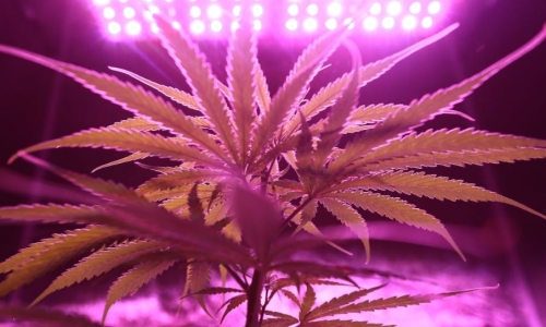 Supreme Court review for Florida Recreational Cannabis bill set in motion