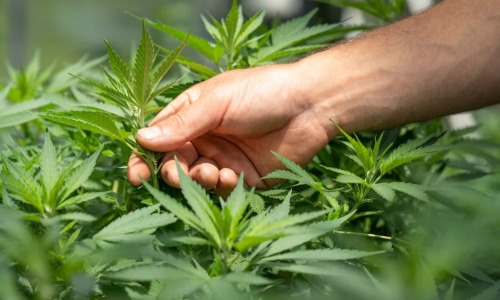 The dark side of working in the Weed industry