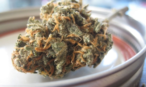 Alabama DOI needs insurers to light up the budding Medical Marijuana business in the state