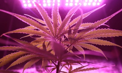 Bubble risks in emerging Cannabis markets