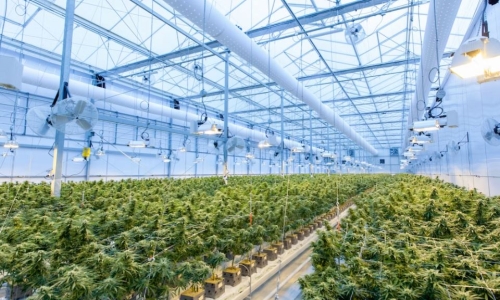 Budding union efforts in Michigan’s Cannabis Industry