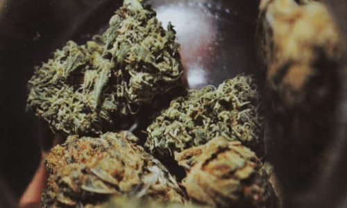 Cannabis industry leaders ask state to pause new licenses