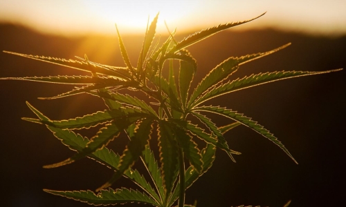 Cannabis mentoring program for legacy growers wraps up