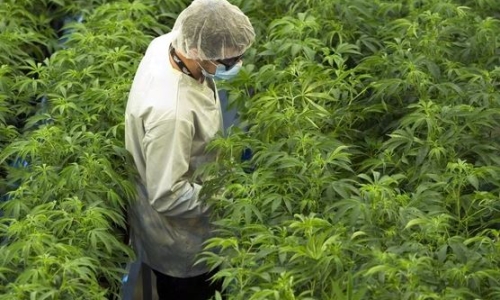 Class-action lawsuit launched against Canopy Cannabis over financial reporting