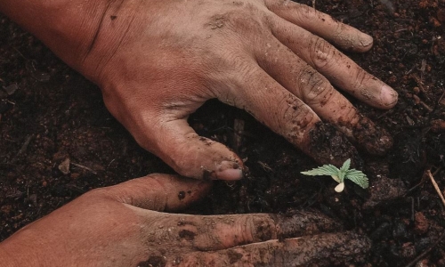 Connecticut to launch legal home cultivation this weekend