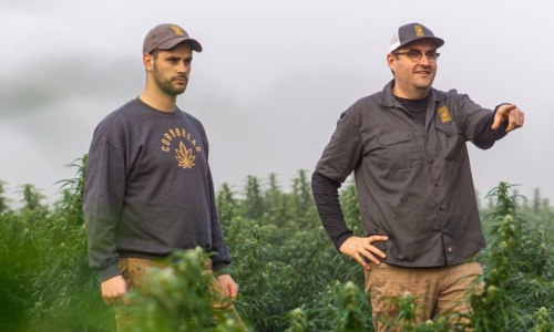 Cornbread Hemp lands 70-store deal with Fresh Thyme