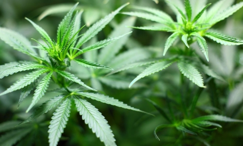 ‘Business as usual’ for Superior police ahead of Marijuana Legalization in MN