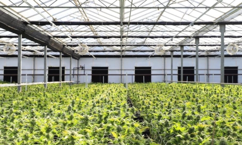 From $0 to $100M: How two Cannabis entrepreneurs grew without outside funding?