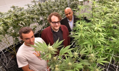 Growing the workforce: suburban colleges add Cannabis studies programs to their offerings