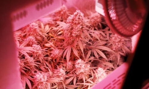 How Colorado became ground zero for Hemp production