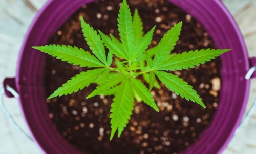 Lawmakers propose home cultivation for Medical Marijuana