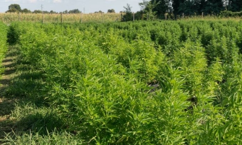 Marijuana laws need incremental reform to spur the most change