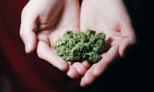 Marijuana supply chain: profits and headaches