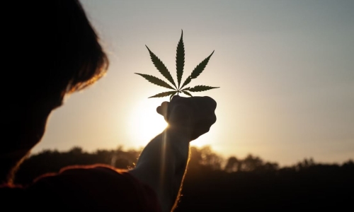 NC medical marijuana's fate will soon be decided by House Republicans