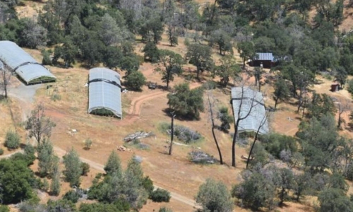 Nevada County Sheriff's Office: Search warrants at illegal Cannabis grows lead to arrest