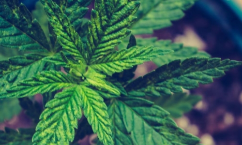 New Hemp research set to increase carbon capture through cropping