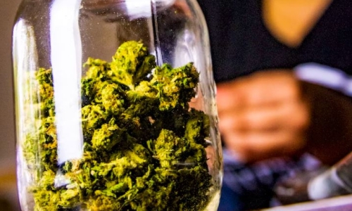 New York Cannabis is a legal market in limbo, sustained by community events