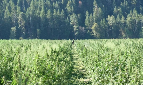 Oregon to crack down on illegal pot growers by holding landowners responsible