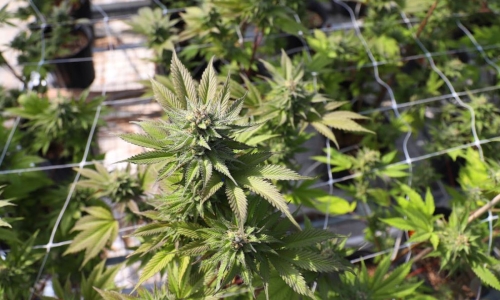 Slow start to New York's legal Pot market leaves farmers holding the bag