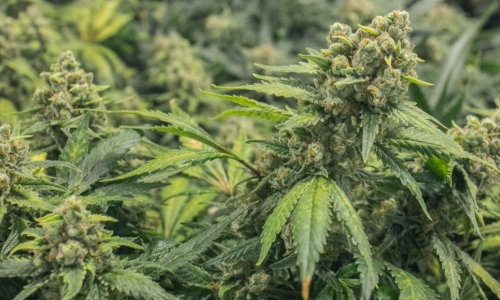 Texas officials reject Cannabis decriminalization, ignoring will of voters