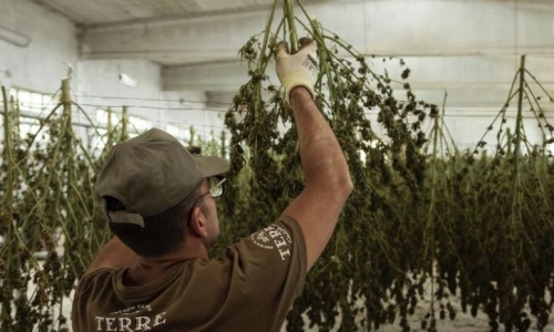 The evolution of curing Cannabis