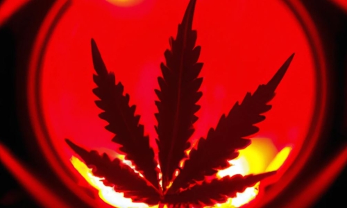 USA Cannabis industry in crisis