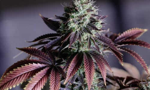 Wisconsin Marijuana debate continues as Minnesota becomes latest to legalize