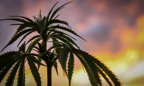 Cannabis Association of New York bristles against state regulation, uneven playing field