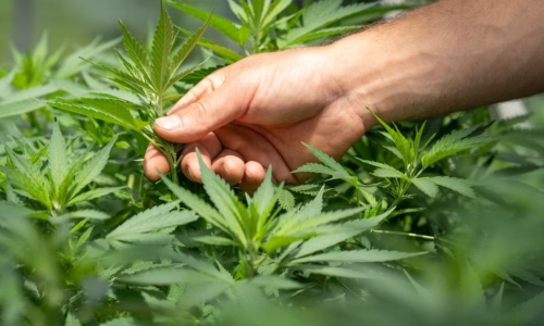 Cannabis now and where it goes next