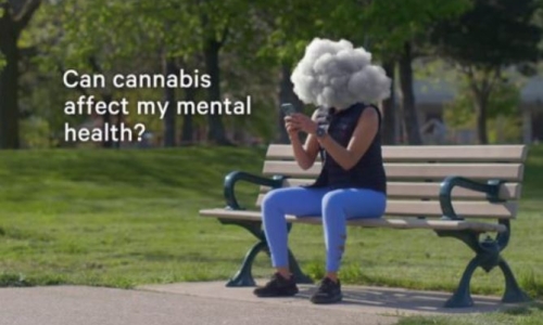 Cannabis Store cuts through the haze of misinformation