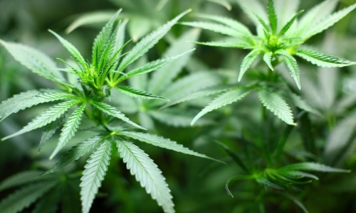 Cannabis and the second amendment: a word of warning