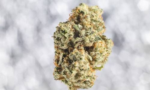 Cannabis dispensary employees vote to accept union contract